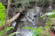 Der Alligator ist das Symbol der Everglades. Der Nationalpark wurde 1947 gegr&uuml;ndet, um die stetig schwindenden Feuchtgebiete zwischen Lake Okeechobee, der K&uuml;ste des Atlantiks und des Golfs von Mexiko zu sch&uuml;tzen.