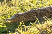 Die Krokodil-Babys werden vor der nächtlichen Kälte in Sicherheit gebracht. Die Krokodil-Babys werden vor der nächtlichen Kälte in Sicherheit gebracht.