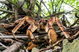 Der Palmendieb ist der gr&ouml;&szlig;te an Land lebende Krebs der Welt. Vielerorts gilt er als Delikatesse, deshalb hat er vor allem auf abgelegenen tropischen Inseln &uuml;berlebt.