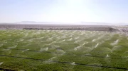Mitten in der kalifornischen Mohave-W&uuml;ste werden Milliarden Liter Wasser f&uuml;r die Beregnung von Feldern benutzt. Dabei wird haupts&auml;chlich Heu als Tierfutter f&uuml;r den Export nach China gez&uuml;chtet.