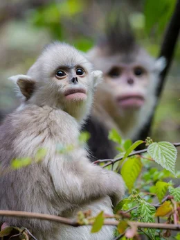 Einj&auml;hriges Jungtier und Mutter der Stumpfnasenaffe, Rhinopithecus bieti.  (Photo Credit: &copy; Terra Mater Factual Studios/ Mark Fletcher Productions/ Jacky Poon)
