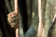 Der nur auf der suedlich von Sulawesi auf der Insel Salajar lebende Selayar-Koboldmaki wiegt nur etwa 103 g und wird 14 cm groß. Der nur auf der suedlich von Sulawesi auf der Insel Salajar lebende Selayar-Koboldmaki wiegt nur etwa 103 g und wird 14 cm groß.
