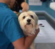 Bild: Hund, Tierarzt, Haustier. Zur freien Verwendung. Bild: Hund, Tierarzt, Haustier. Zur freien Verwendung.