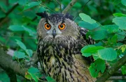 Tagsüber bleibt das Uhu-Männchen während der ganzen Brutsaison in der Nähe des Brutplatzes und hält seine Familie im Auge. In den steilen Devon-Felsformationen des mittleren Ahrtals findet der Uhu ungestörte Biotope für die Aufzucht seiner Jungen. Die großen Eulen halten über viele Jahre zäh an ihrem Brutplatz fest. Tagsüber bleibt das Uhu-Männchen während der ganzen Brutsaison in der Nähe des Brutplatzes und hält seine Familie im Auge. In den steilen Devon-Felsformationen des mittleren Ahrtals findet der Uhu ungestörte Biotope für die Aufzucht seiner Jungen. Die großen Eulen halten über viele Jahre zäh an ihrem Brutplatz fest.