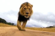 Volontär und Raubkatzenflüsterer Frikkie will mit dem ausgewachsenen Löwen Zion spazieren gehen. Wenn aber 200 Kilo Lebendgewicht plötzlich auf Kuschelkurs gehen, ist Vorsicht geboten! Volontär und Raubkatzenflüsterer Frikkie will mit dem ausgewachsenen Löwen Zion spazieren gehen. Wenn aber 200 Kilo Lebendgewicht plötzlich auf Kuschelkurs gehen, ist Vorsicht geboten!
