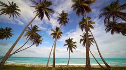 Kokospalmen wachsen auf der Insel Saona wild. Viele Einheimische leben vom Verkauf der Fr&uuml;chte.