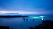 Grandioses Spektakel vor den Samoa-Inseln eine Woche nach dem elften Vollmond des Jahres. Auftakt zur Massen-Hochzeit der Palolowürmer. Auch Einheimische sammeln sich in dieser Nacht, um von den begehrten Delikatessen etwas abzubekommen. Grandioses Spektakel vor den Samoa-Inseln eine Woche nach dem elften Vollmond des Jahres. Auftakt zur Massen-Hochzeit der Palolowürmer. Auch Einheimische sammeln sich in dieser Nacht, um von den begehrten Delikatessen etwas abzubekommen.