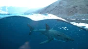 Forscher sind dem Geheimnis der Paarung Weißer Haie auf der Spur. Vor der mexikanischen Insel Guadalupe wurden Männchen und Weibchen gemeinsam gesichtet. Ein seltenes Ereignis. Forscher sind dem Geheimnis der Paarung Weißer Haie auf der Spur. Vor der mexikanischen Insel Guadalupe wurden Männchen und Weibchen gemeinsam gesichtet. Ein seltenes Ereignis.