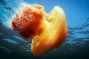 Nemopilema nomurai, eine Riesenqualle, in der Bucht von Jiaozhou, China Nemopilema nomurai, eine Riesenqualle, in der Bucht von Jiaozhou, China