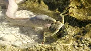 Auf einem kleinen Atoll der Marshallinseln konnte man erstmals eine Muräne filmen, die den Landgang wagt, um an Beute zu gelangen. Auf einem kleinen Atoll der Marshallinseln konnte man erstmals eine Muräne filmen, die den Landgang wagt, um an Beute zu gelangen.