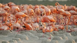 Universum: "Mexikos magische Tierwanderungen", Mexiko ist das Ziel einiger der unglaublichsten Migrationen des Planeten, vom 0,3-Gramm-Monarchfalter bis zum 18-Tonnen-Walhai. In Baja California folgen wir den Wanderungen des Wei&szlig;en Hais, des Grauwals und des Pacific Flyway-Vogels. Im Bundesstaat Michoac&aacute;n erleben wir die heitere Sch&ouml;nheit der Monarchfalter auf ihrer langen Reise nach Kanada und den epischen Lebenszyklus der Lederschildkr&ouml;ten. In Yucat&aacute;n dokumentiert der Film die beeindruckenden Wanderungen von Walhaien, Mantas und Flamingos. Neben den Migranten leben weitere faszinierende Tierarten: Die Dschungel von Calakmul beheimaten eine H&ouml;hle, in der vier Millionen Flederm&auml;use leben und br&uuml;ten. Die Unterwasserwelt enth&uuml;llt Quintana Roo's farbenfrohe, lebhafte Korallenriffe mit unz&auml;hligen Arten von Meereslebewesen. V&ouml;gel, Fische, Delfine, Robben, Insekten, Affen, Raubkatzen - all zeigen komplexes, einzigartiges Verhalten auf ihrer Suche nach Paarung, Nahrung und &Uuml;berleben.Im Bild: Flamingo-Kolonie - Ria Lagartos.  SENDUNG: ORF2 - DI - 03.03.2020 - 20:15 UHR. - Veroeffentlichung fuer Pressezwecke honorarfrei ausschliesslich im Zusammenhang mit oben genannter Sendung oder Veranstaltung des ORF bei Urhebernennung.  Foto: ORF/Earth Touch/Oscura Productions.  Anderweitige Verwendung honorarpflichtig und nur nach schriftlicher Genehmigung der ORF-Fotoredaktion.  Copyright: ORF, Wuerzburggasse 30, A-1136 Wien, Tel. +43-(0)1-87878-13606