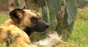 Schwer verletzt hat es Wildhund Tom zurückgeschafft. Nun müssen die Wunden heilen. Deshalb bekommt Tom ein Einzelgehege – in Hörweite zu seinem Freund Jabu. Durch einen Deckentausch sollen sie sich auch riechen können, aber Tom streikt. Schwer verletzt hat es Wildhund Tom zurückgeschafft. Nun müssen die Wunden heilen. Deshalb bekommt Tom ein Einzelgehege – in Hörweite zu seinem Freund Jabu. Durch einen Deckentausch sollen sie sich auch riechen können, aber Tom streikt.