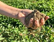 Sandiger Boden, die größte Herausforderung für die Farmerin aus Todos Santos. Sandiger Boden, die größte Herausforderung für die Farmerin aus Todos Santos.