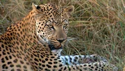 Leopardin Dolce hat Ärger mit ihrem eigenen Bruder Gabanna. Leopardin Dolce hat Ärger mit ihrem eigenen Bruder Gabanna.