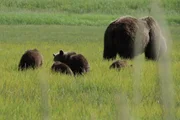 Grizzlybären im Gras Grizzlybären im Gras