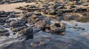 What are these perfectly circular stones lying at the bottom of the sea floor off the Greek coast? What are these perfectly circular stones lying at the bottom of the sea floor off the Greek coast?