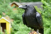 Hier schiebt sich die weiße Nickhaut übers Auge, um es vor Schmutz zu schützen. Hier schiebt sich die weiße Nickhaut übers Auge, um es vor Schmutz zu schützen.