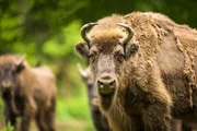 Büffel (Bison bonasus) Büffel (Bison bonasus)