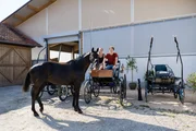 Mit Kutscherin Conny und ihrem Pferd Trakki hat der Checker seine erste Fahrstunde auf einer Kutsche. Mit Kutscherin Conny und ihrem Pferd Trakki hat der Checker seine erste Fahrstunde auf einer Kutsche.