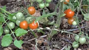 Margret und ihr Mann Matthias machen sich an die zeitaufwändige Ernte ihrer Johannisbeertomaten. Margret und ihr Mann Matthias machen sich an die zeitaufwändige Ernte ihrer Johannisbeertomaten.