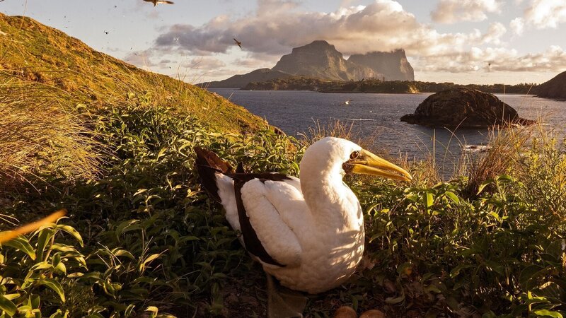 Lord Howe Island - Das gerettete Paradies (D, 2026)