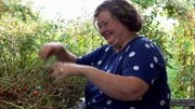 Die Isländerin Margret und ihr Mann schwelgen im Glück, denn ihre Tomatenernte ist üppig ausgefallen. Allerdings ahnen sie noch nicht, wie viel Arbeit ihnen noch bevorsteht. Die Isländerin Margret und ihr Mann schwelgen im Glück, denn ihre Tomatenernte ist üppig ausgefallen. Allerdings ahnen sie noch nicht, wie viel Arbeit ihnen noch bevorsteht.