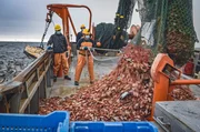 Neue Fangmethoden schonen die Meerestierbestände. Neue Fangmethoden schonen die Meerestierbestände.