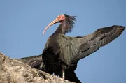 Der Waldrapp, eine Ibisart, war außerhalb der Zoos schon ausgestorben. Der Waldrapp, eine Ibisart, war außerhalb der Zoos schon ausgestorben.