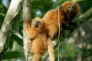 Goldene Löwenäffchen waren in freier Wildbahn fast ausgestorben, weil ihr Lebensraum – tropische Regenwälder – zerstört wurde. Goldene Löwenäffchen waren in freier Wildbahn fast ausgestorben, weil ihr Lebensraum – tropische Regenwälder – zerstört wurde.