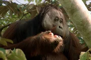 Borneo ist Heimat der vom Aussterben bedrohten Orang-Utans. Borneo ist Heimat der vom Aussterben bedrohten Orang-Utans.