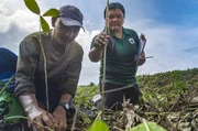 In Sabah auf Borneo werden Teile von Ölpalmenplantagen wiederaufgeforstet. In Sabah auf Borneo werden Teile von Ölpalmenplantagen wiederaufgeforstet.