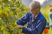 Obstbauer Piet Albers geht neue Wege und verzichtet beim Himbeeranbau auf Plastikfolien. Obstbauer Piet Albers geht neue Wege und verzichtet beim Himbeeranbau auf Plastikfolien.