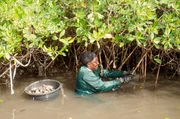 Die Gezeiten sind der Taktgeber f&uuml;r die Muschelsammlerinnen in Senegal; bei Ebbe haben sie nur wenige Stunden Zeit, um die freiliegenden Austern zu ernten.