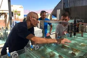 Forscher kontrollieren Korallenbecken an der Teststation „Red Sea Simulator“ am Roten Meer im israelischen Eilat. Dort werden Korallen hohen Wassertemperaturen ausgesetzt, um zu untersuchen, wie sie darauf reagieren. Forscher kontrollieren Korallenbecken an der Teststation „Red Sea Simulator“ am Roten Meer im israelischen Eilat. Dort werden Korallen hohen Wassertemperaturen ausgesetzt, um zu untersuchen, wie sie darauf reagieren.