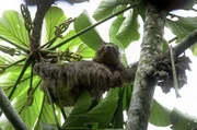 Faultiere profitieren von der Wiederaufforstung des Atlantischen Regenwalds in Brasilien. Faultiere profitieren von der Wiederaufforstung des Atlantischen Regenwalds in Brasilien.