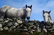 Connemara-Ponys – mit ihnen fühlen sich die Iren eng verbunden. Connemara-Ponys – mit ihnen fühlen sich die Iren eng verbunden.