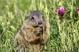 Jeder kennt die rundliche Silhouette und das Schn&auml;uzchen der "s&uuml;&szlig;en" Alpenmurmeltiere. Tats&auml;chlich sind die Nager aber alles andere als freundlich.