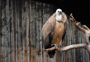 Hausputz ist bei den Gänsegeiern angesagt. Hausputz ist bei den Gänsegeiern angesagt.