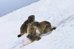 Das Sozialgef&uuml;ge der Alpenmurmeltiere z&auml;hlt zu den faszinierendsten in der Tierwelt &ndash; und spiegelt die Dynastiegeschichten des Menschen auf verbl&uuml;ffende Weise.