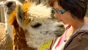 Heilpädagogin Heike Höke bei ihren Therapie-Lamas. Heilpädagogin Heike Höke bei ihren Therapie-Lamas.