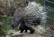 Stachliger Geselle: Eine Begegnung mit einem Stachelschwein kann schmerzhaft ausgehen. Aber nur, wenn die Tiere verärgert sind, ansonsten sind es sehr friedliche Wilhelma-Bewohner. Stachliger Geselle: Eine Begegnung mit einem Stachelschwein kann schmerzhaft ausgehen. Aber nur, wenn die Tiere verärgert sind, ansonsten sind es sehr friedliche Wilhelma-Bewohner.