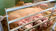 Marktcheck recherchiert: Woher kommt das Fleisch von EDEKA?