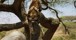 Im Nationalpark lauern viele Gefahren, zum Beispiel ein hungriger Leopard.