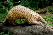 Schuppentiere sind in Asien stark gefährdet und werden häufig wegen ihrer Schuppen gewildert. Schuppentiere sind in Asien stark gefährdet und werden häufig wegen ihrer Schuppen gewildert.