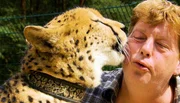 Tiertrainer Gerhard Harsch bekommt einen Kuss von Gepard Arab. Tiertrainer Gerhard Harsch bekommt einen Kuss von Gepard Arab.