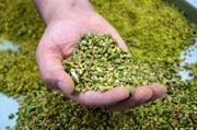 Für den Baklavabäcker kommen die besten Pistazien nur aus der Türkei. Für den Baklavabäcker kommen die besten Pistazien nur aus der Türkei.