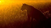 Löwen sind auch in der Dämmerung aktiv. Löwen sind auch in der Dämmerung aktiv.