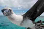 Ein Rotfu&szlig;t&ouml;lpel im Flug &uuml;ber der Lagune des Kiribati.