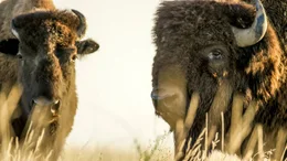 Portrait eines Bisonbullen und einer Bisonkuh.