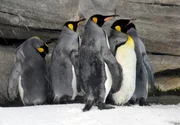 Rudel Königspinguine im Berliner Zoo. Rudel Königspinguine im Berliner Zoo.